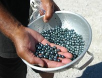 Perles noires des Tuamotus @a.cassim