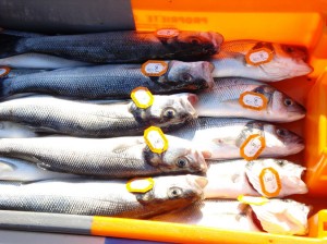 Le bar pour une gestion durable @cnp