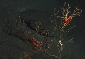 fonds-marins (Lophelia II 2010 Expedition, NOAA-OER/BOEMRE)