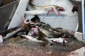 Pêche cabillauds @A.Cassim