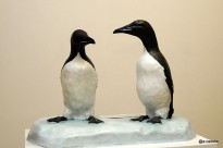 Les pôles, manchots ,sculpture de morses oeuvre des Inuits @A.Cassim