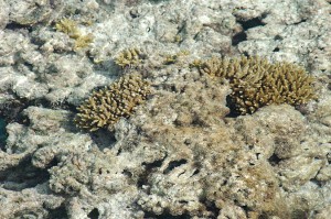 CORAIL ABIME @A.Cassim