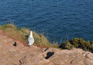Mouette en attente de pêche @A.Cassim