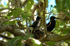 Le nodile noir, oiseaux photographiés à Fakarava aux Tuamotu @A.Cassim