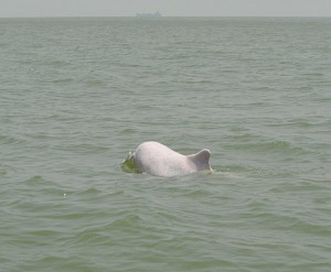 Dauphin rose - mer de chine  @A.Cassim