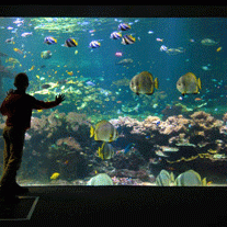 Nausicaa aquarium du lagon 