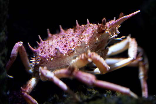 Araignée hérissée