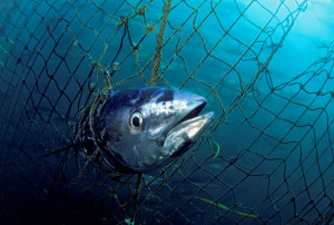 Photographie : © naturepl.com /David Fleetham / WWF 