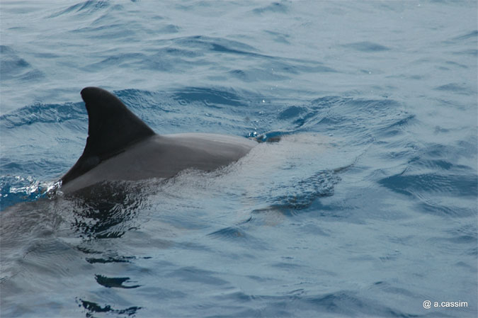 biodiversité marine - dauphin photo A.Cassim