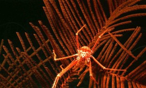 Corner Rise Seamount LOW RES