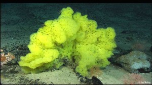 algues ssmarine© Watling_dive 12_040422054151 copia