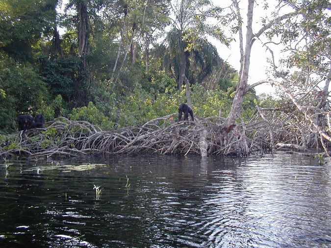 Congo - Singe photo AC