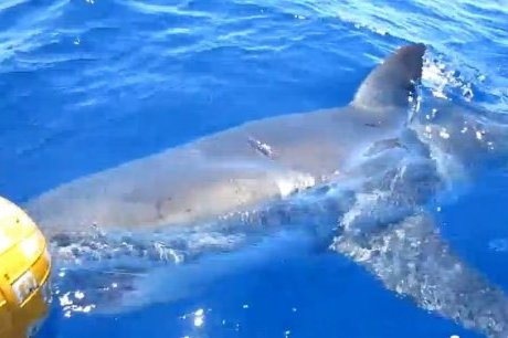 Tortue NC photo Le Télégramme