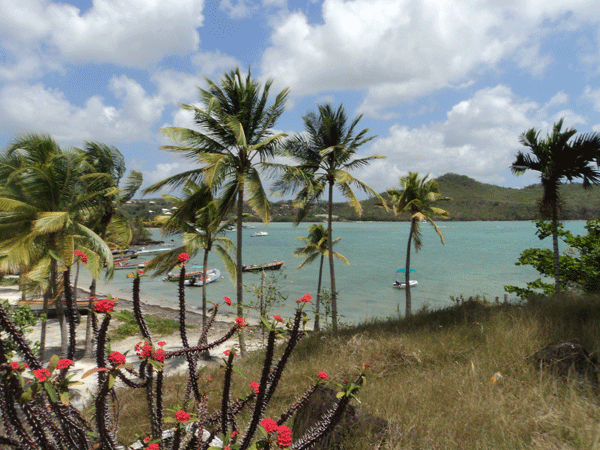 Martinique---Bord-de-mer-Photo AC