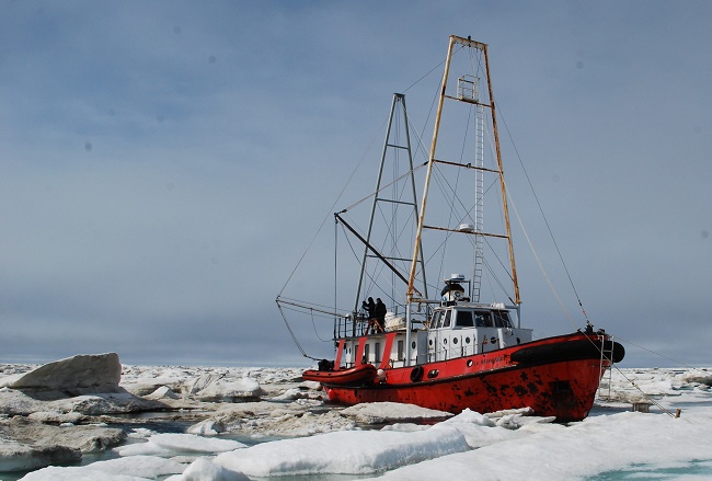 Le Manguier dans les glaces