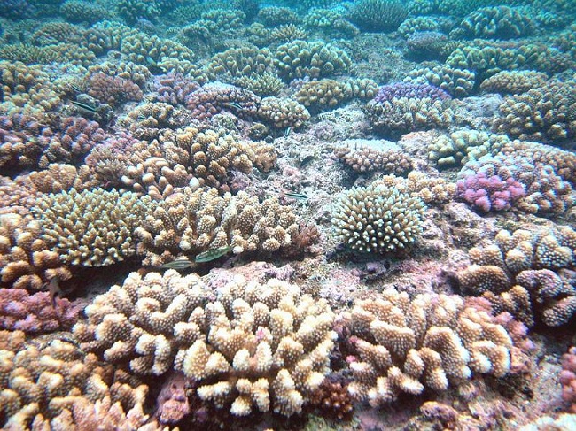Photo Quod Jean-Pascal, “Corail pocillopora - Mayotte